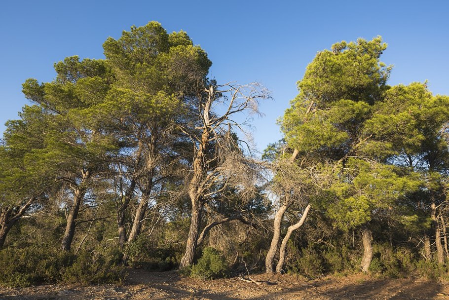 Pinus halepensis