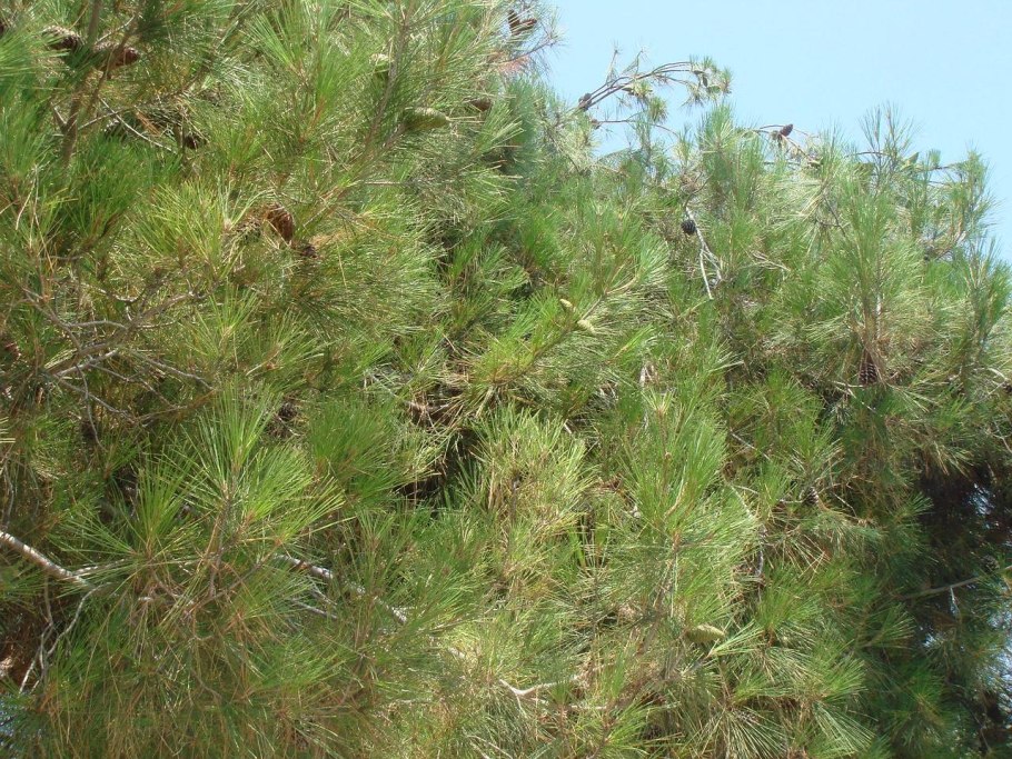 Сосна Алеппская Pinus halepensis
