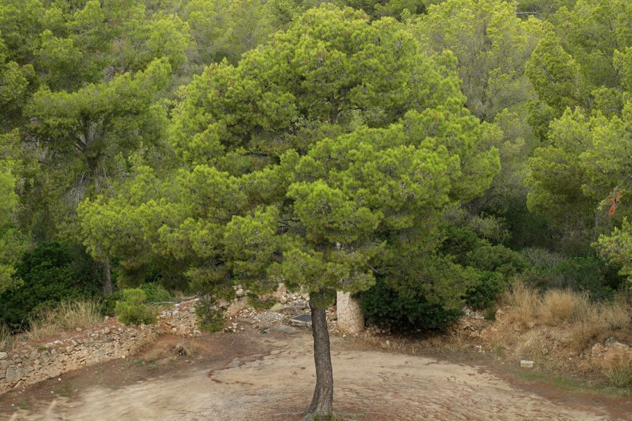 Сосна Алеппская Pinus halepensis