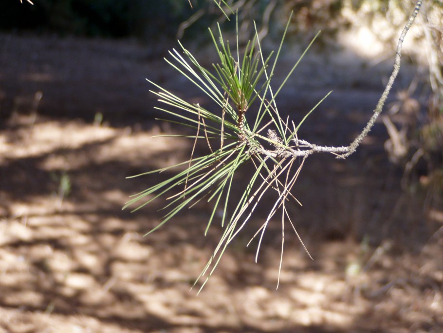 Pinus halepensis