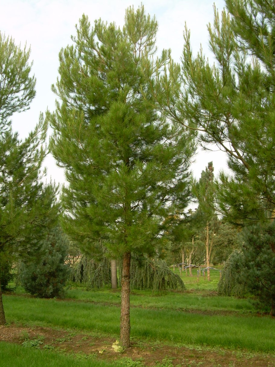 Сосна Алеппская Pinus halepensis