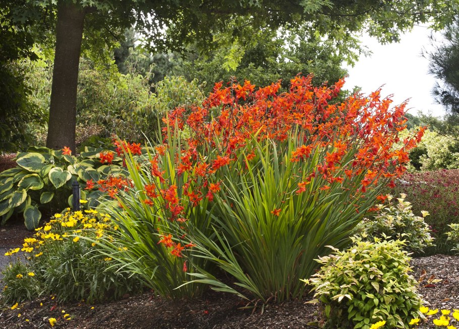 Крокосмия (Crocosmia)