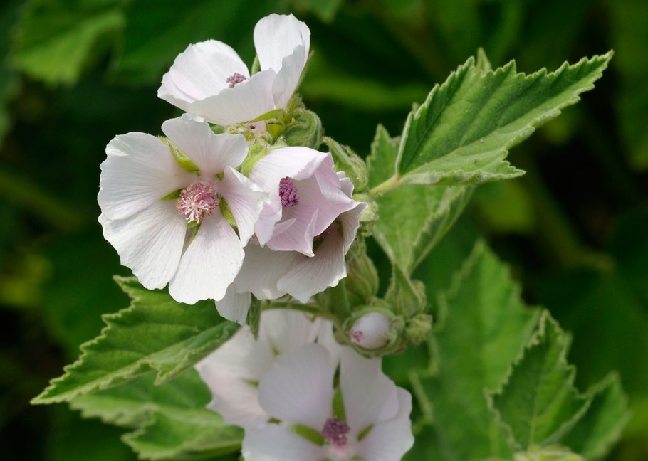 Althaea officinalis