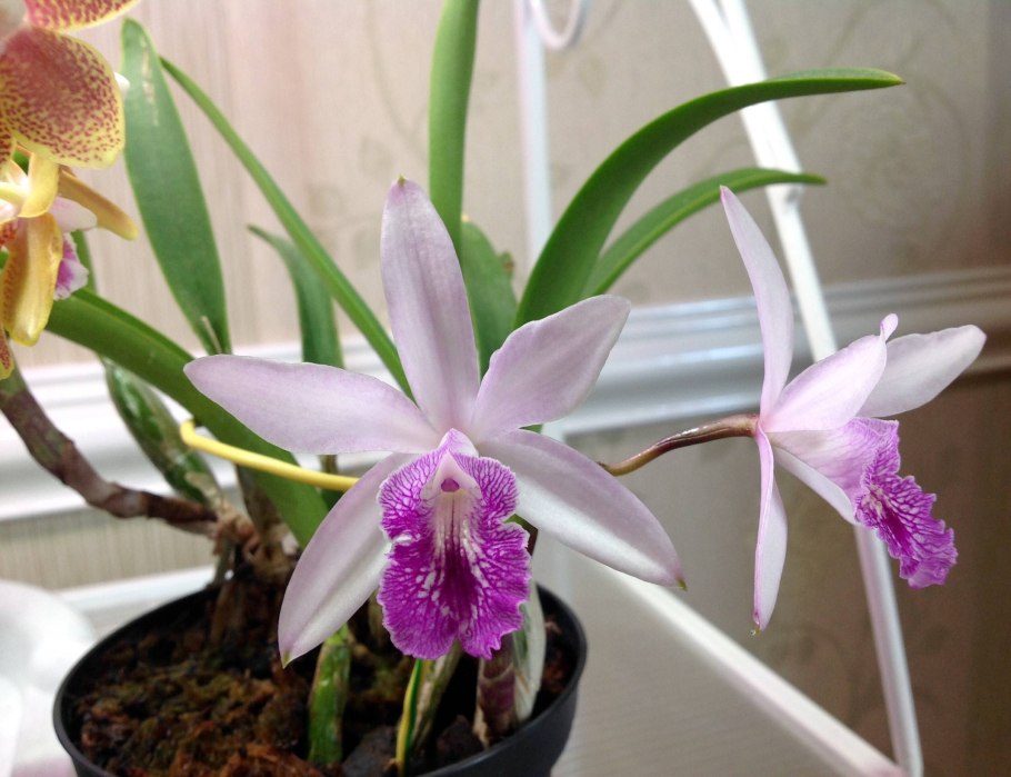 Laelia Miranda