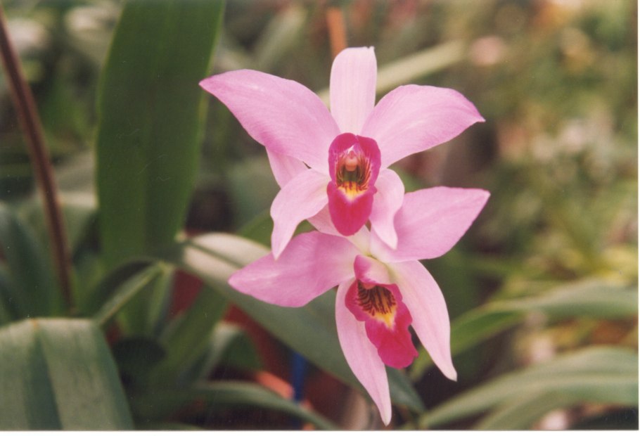 Орхидея Лелия Laelia