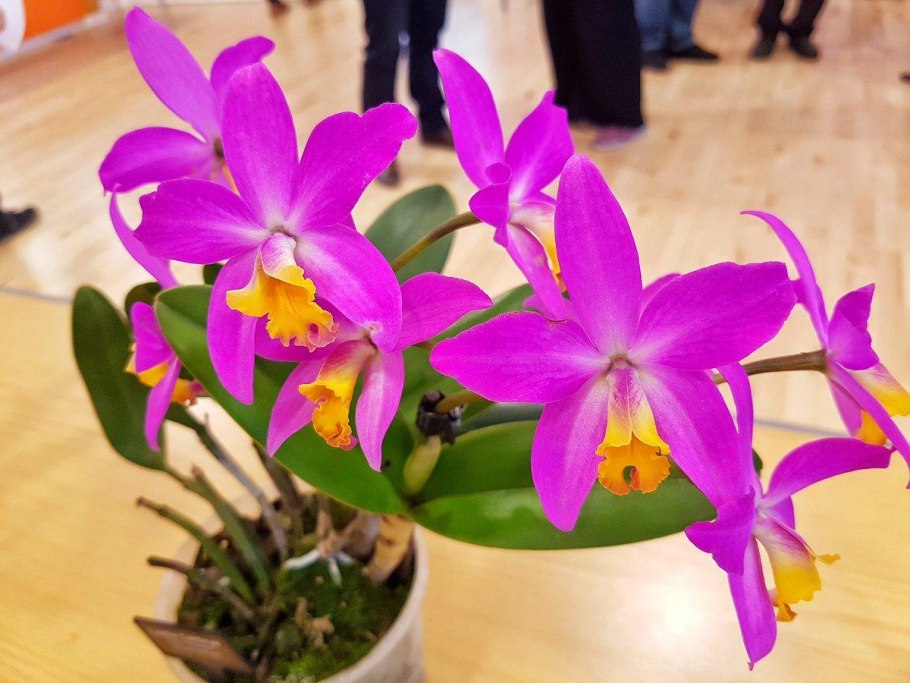 Орхидея Лелия Laelia