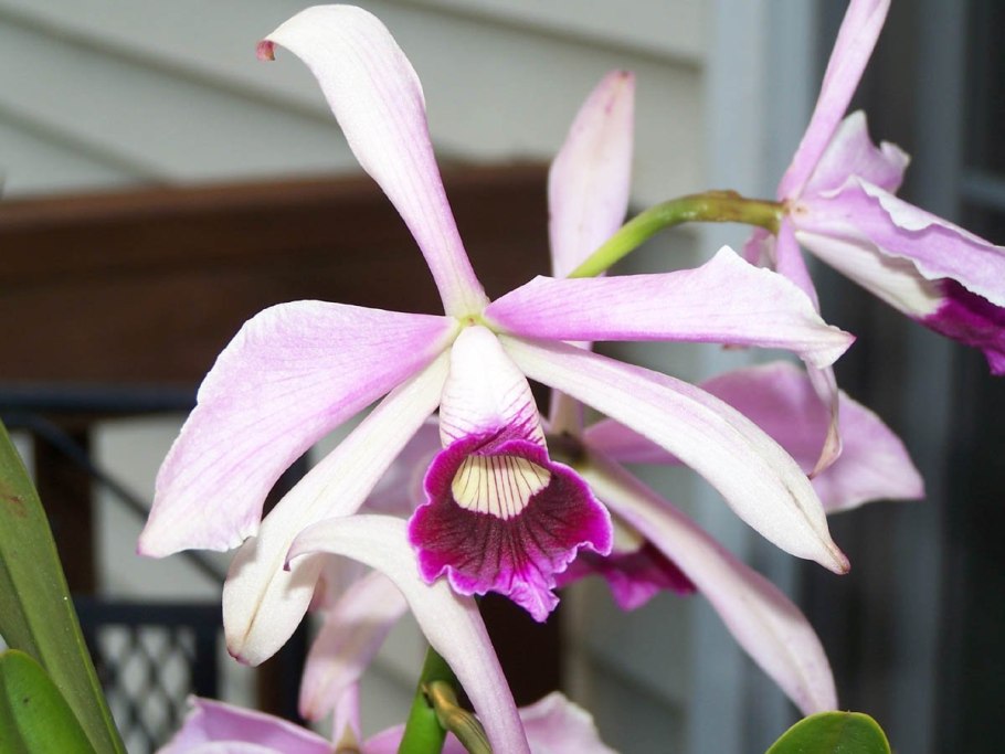 Laelia bradei 10