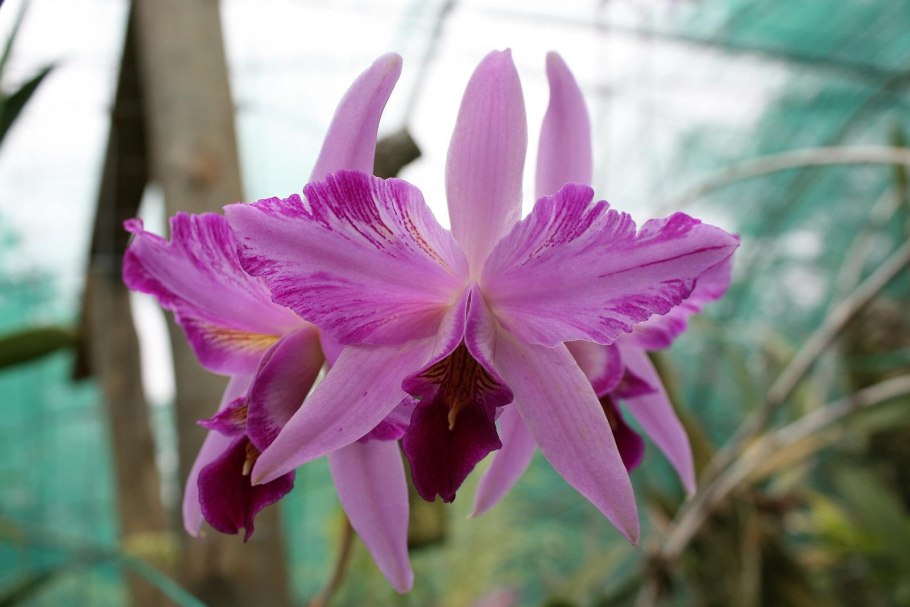 Лелия анцепс