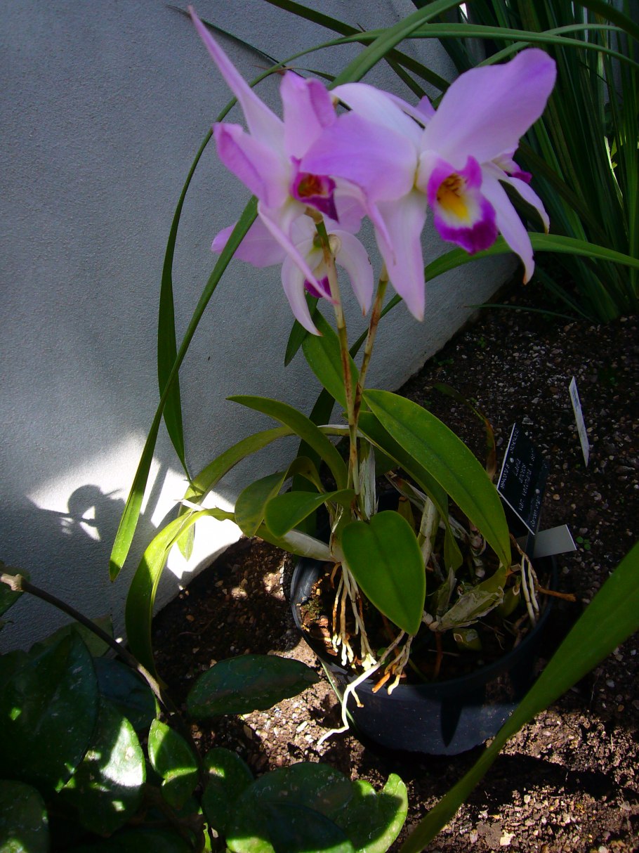 Орхидея Лелия