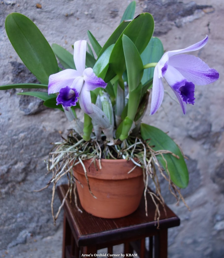 Epidendrum x Laelia anceps EPM 134