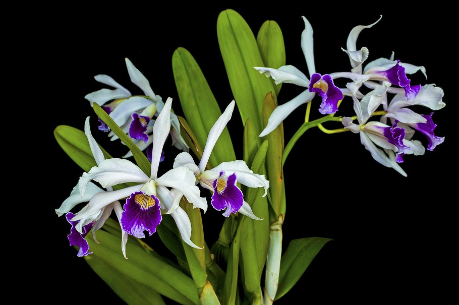 Орхидея Лелия