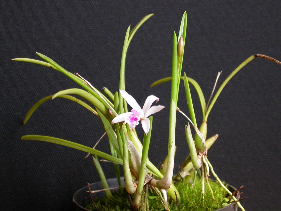 Laelia sincorana