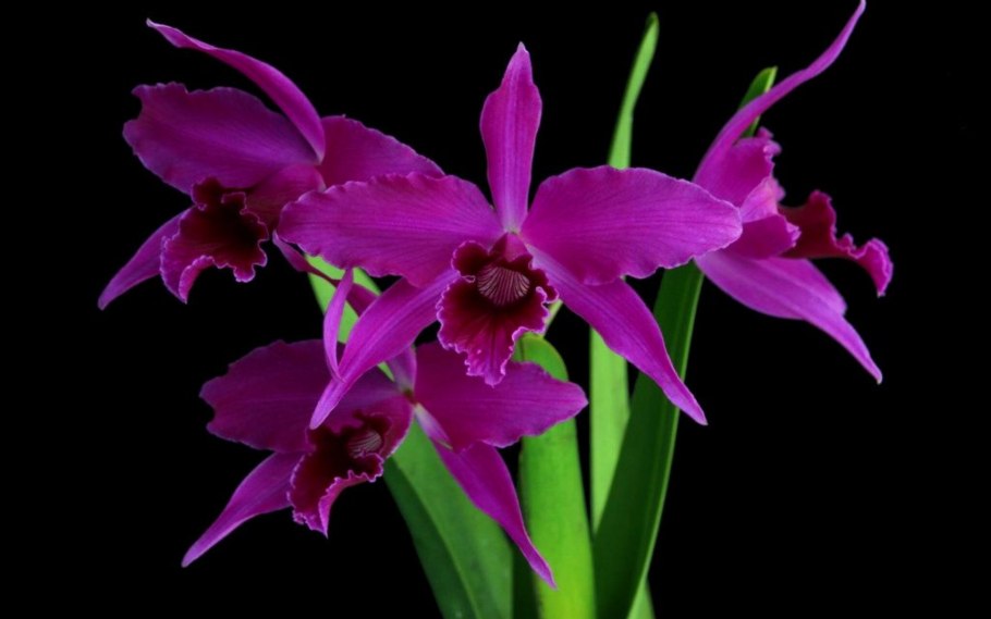 Орхидея Лелия великолепная