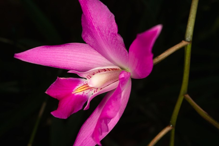 Орхидея Лелия Laelia