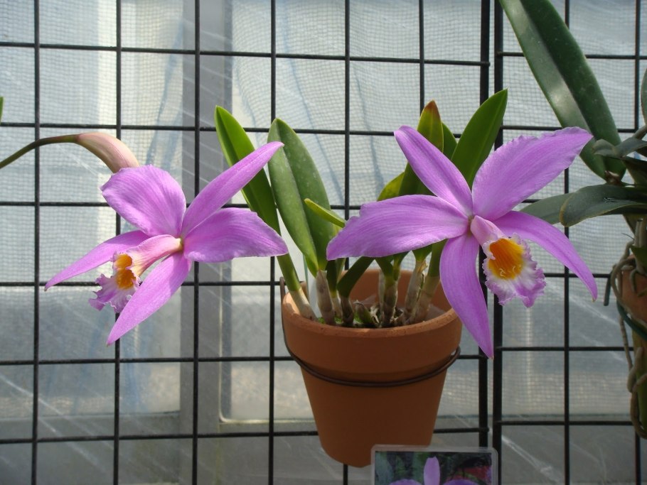Laelia gouldiana
