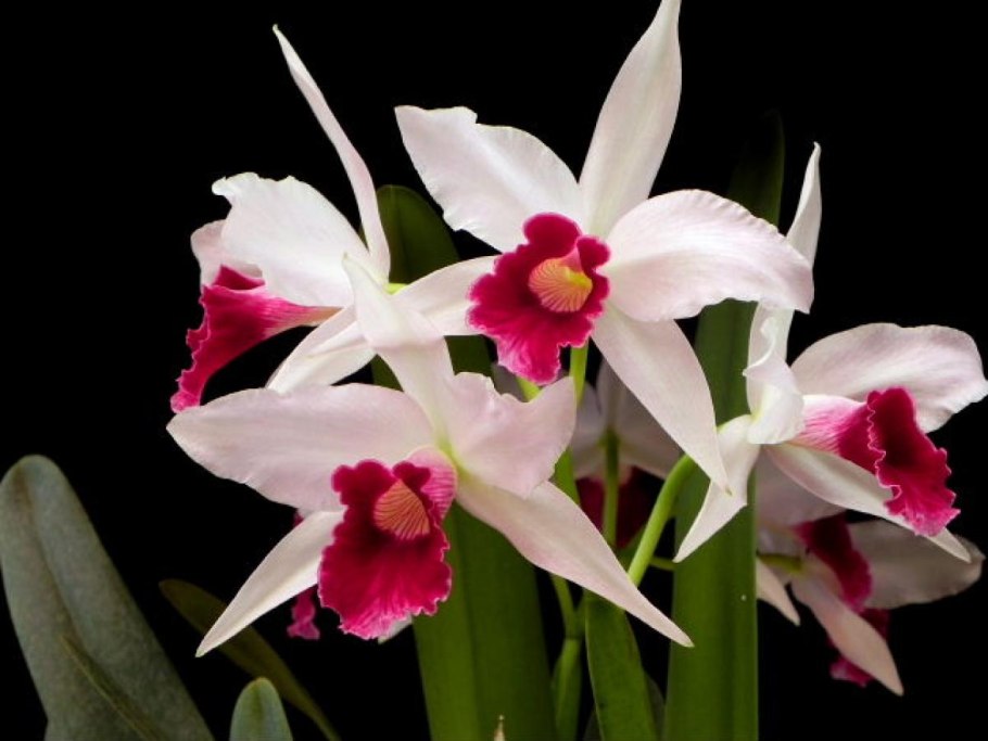 Орхидея Лелия