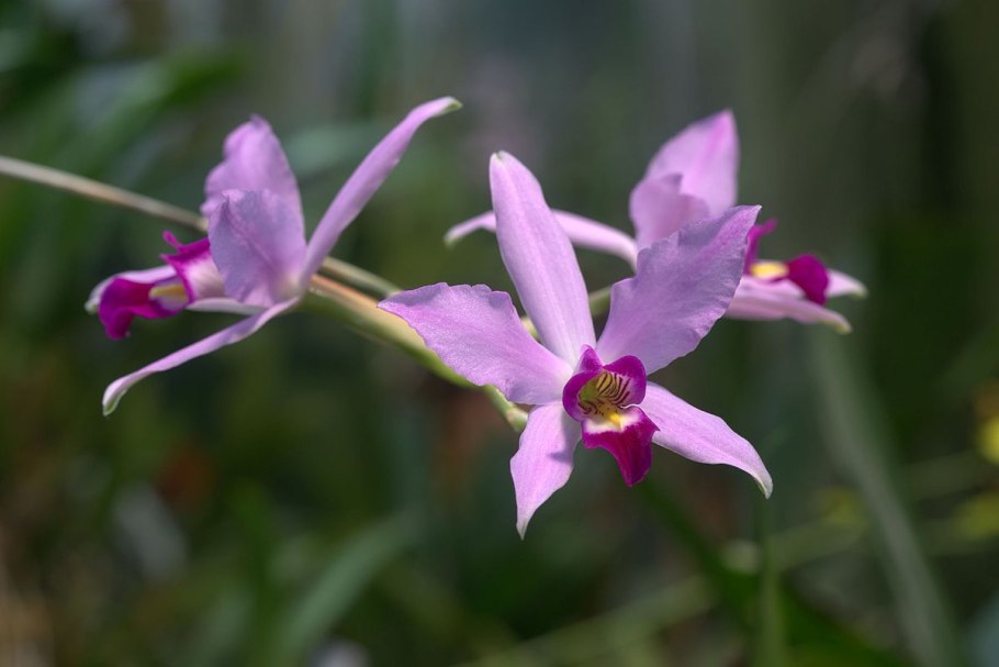 Laelia anceps veitchiana