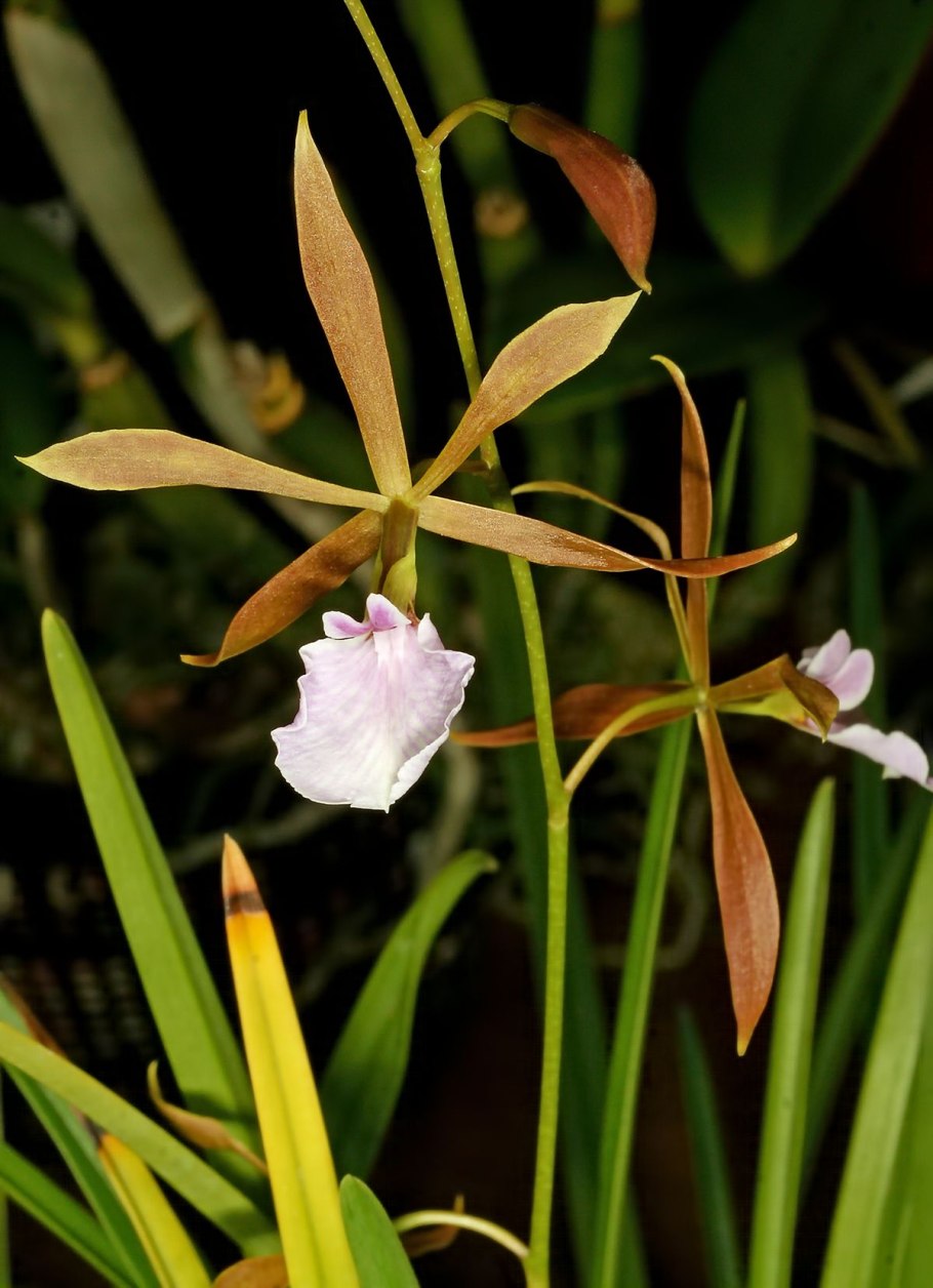 Leucorchis albida Ботанический рисунок