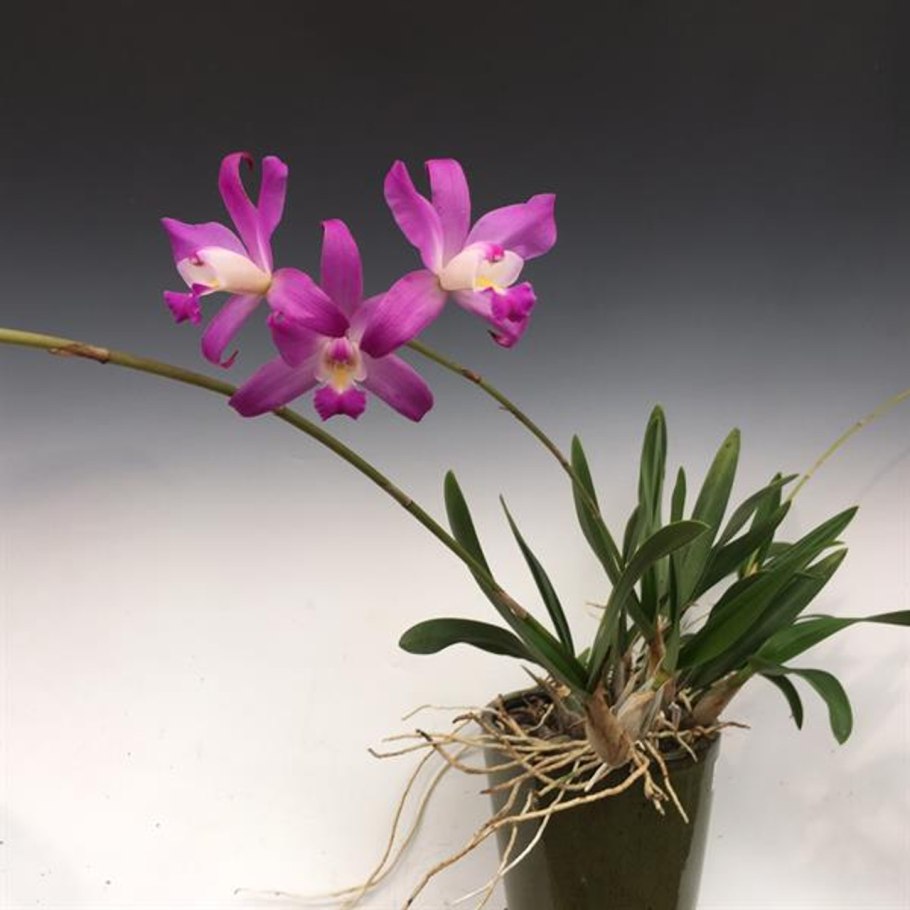 Laelia Mirell
