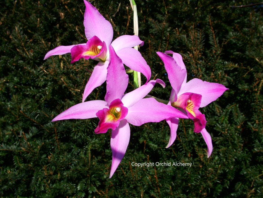 Laelia rubescens (Орхидея Лелия краснеющая)