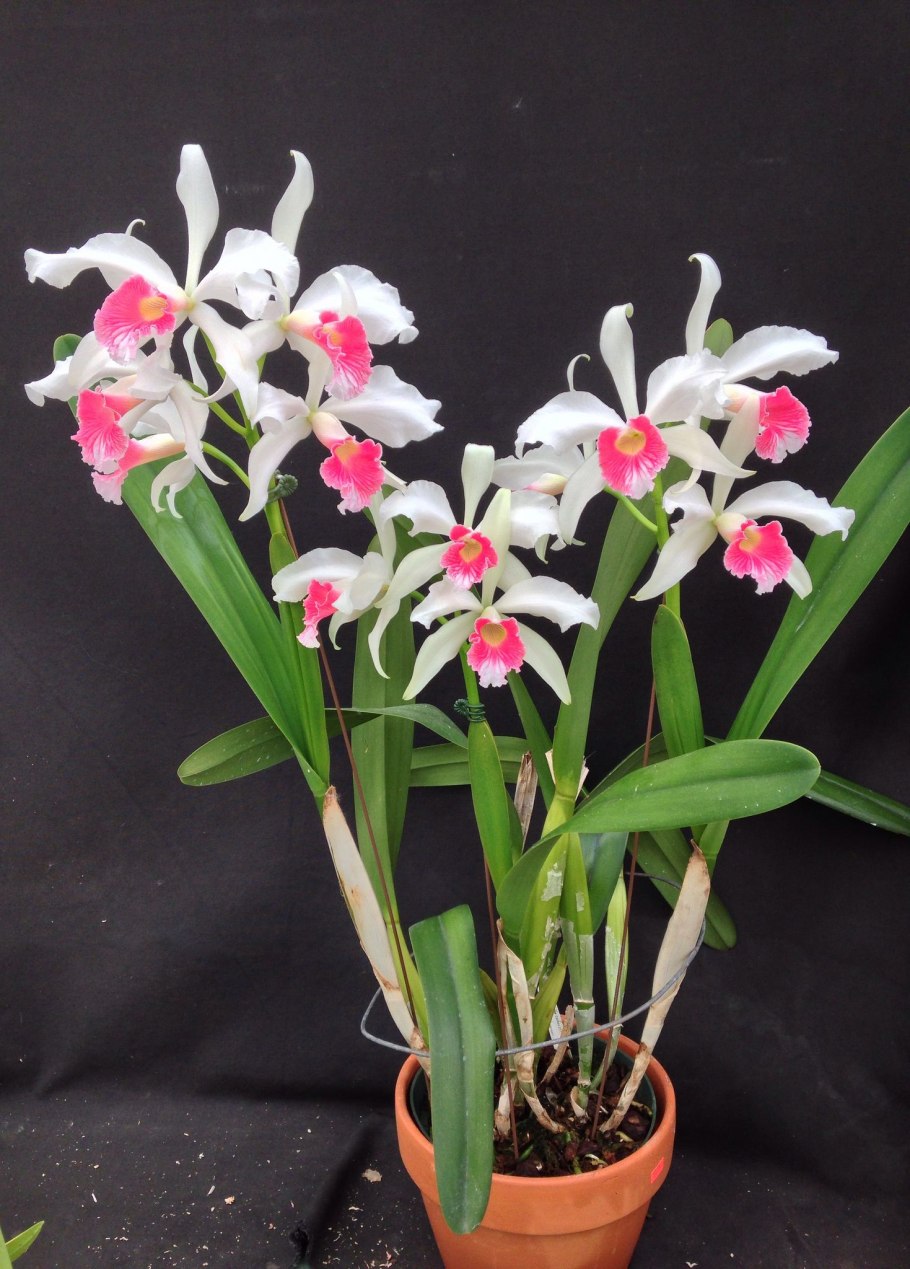 Каттлея пурпурата ordosia