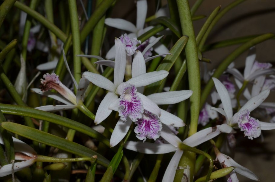 Laelia purpurata Alba