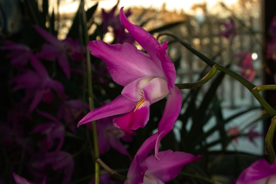 Laeliocattleya Gaskell-pumila 'Azure Sky'