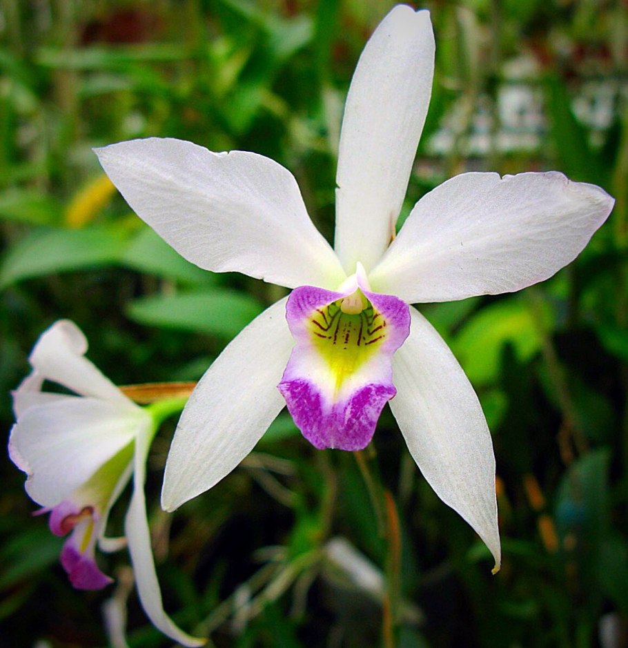 Laelia Praestans x anceps