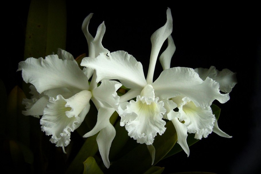 Лелия обоюдоострая