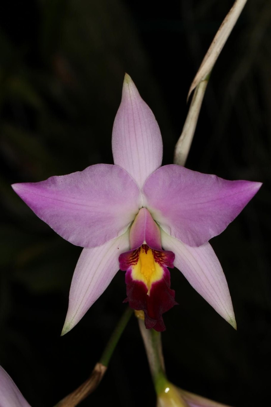 Лелия анцепс Альба