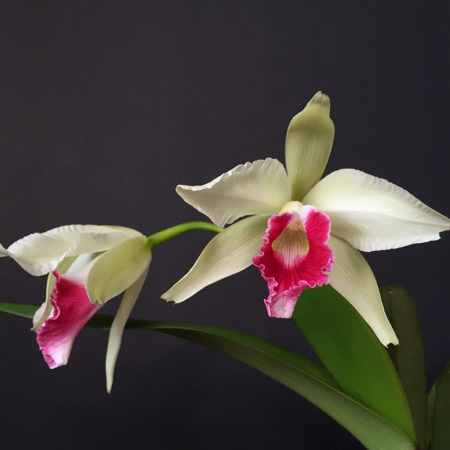 Laelia purpurata russeliana