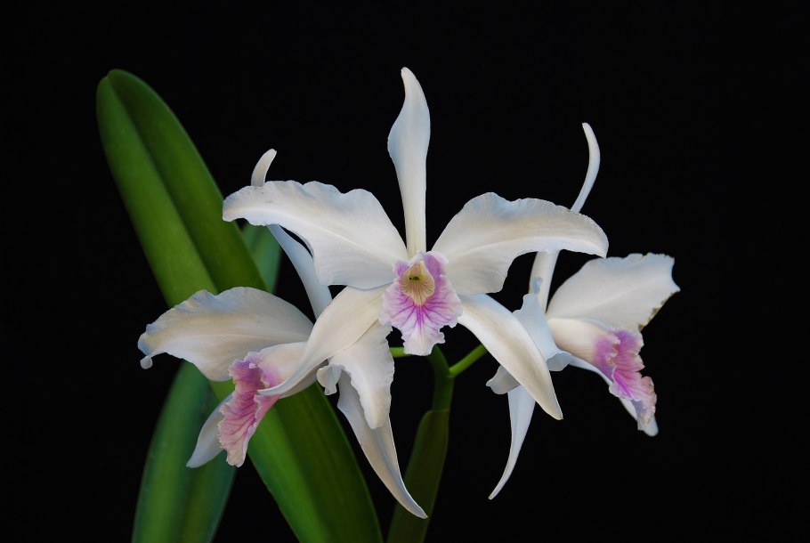 Laelia anceps