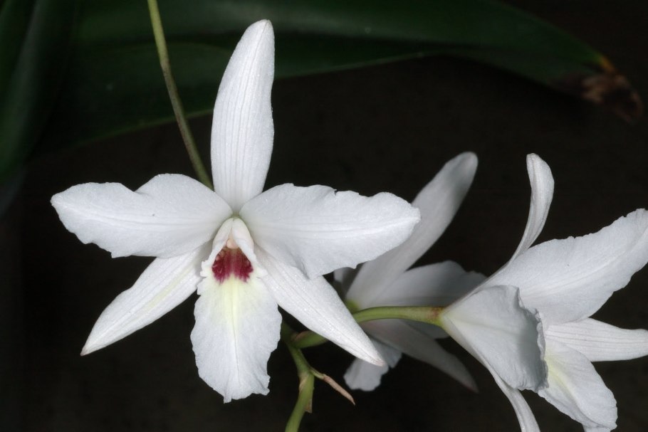 Laelia орхидеи