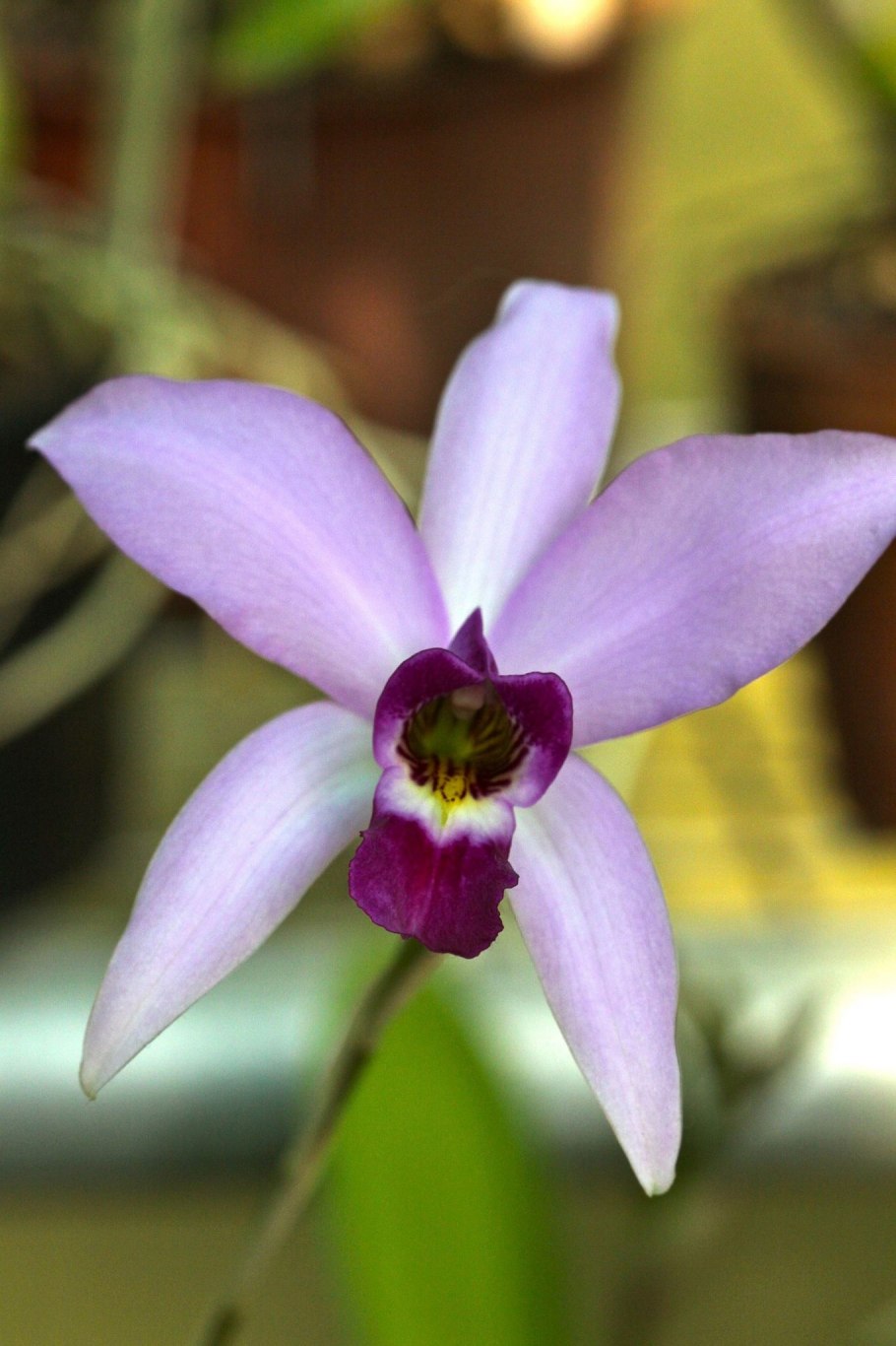 Laelia орхидеи