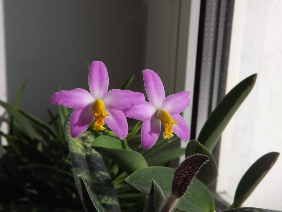 А'Лелия Уокер