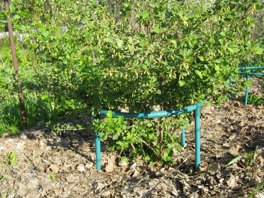 Голубика, смородина, крыжовник кусты