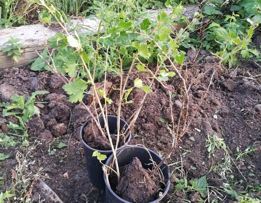 Куст смородины саженец