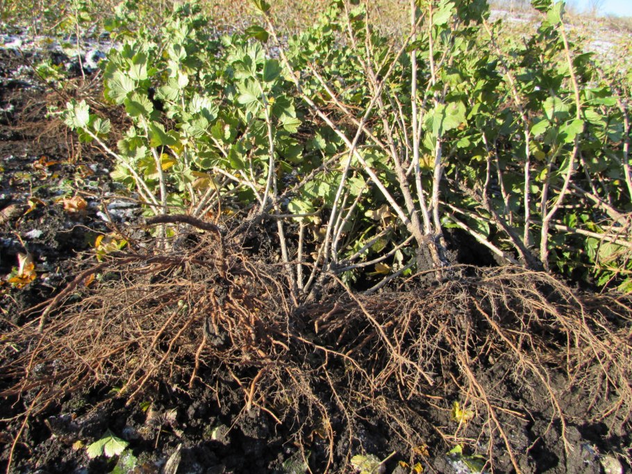 Рыхление крыжовника