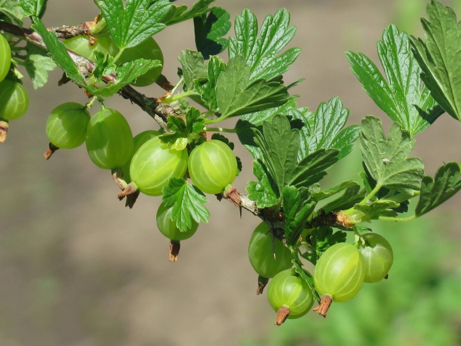 Пинцировка крыжовника