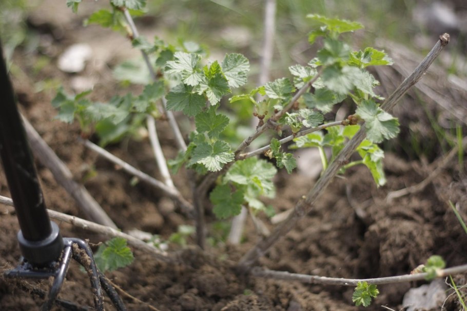 Крыжовник Станичный