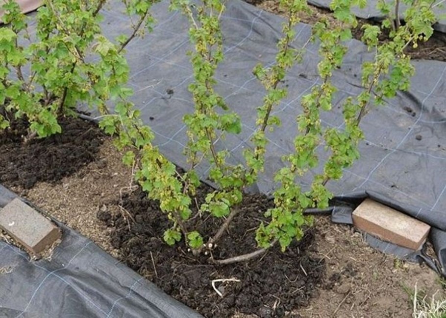 Каренда ягода Алтая