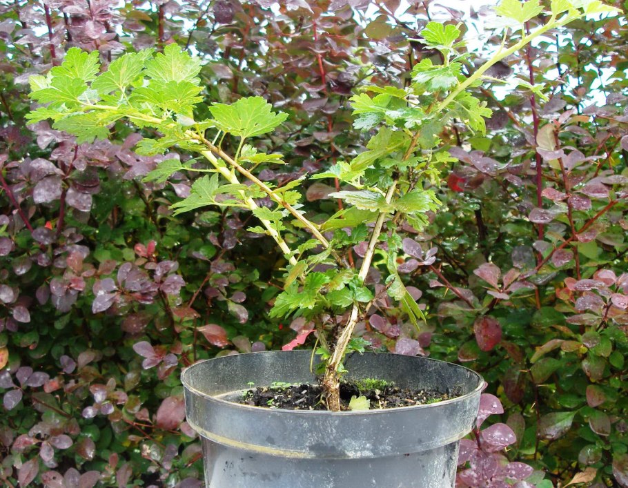 Осенняя посадка смородины