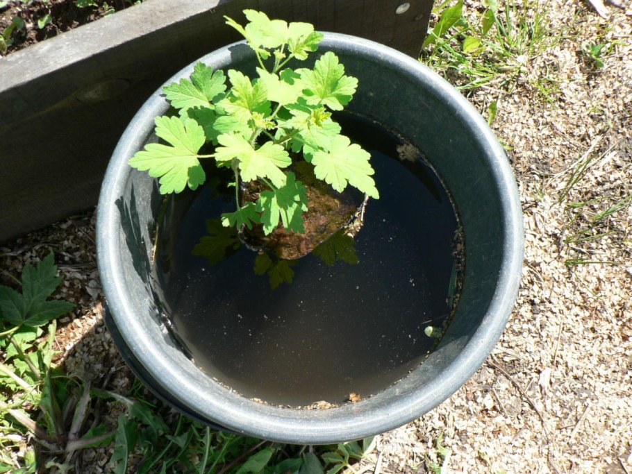 Саженцы крыжовника