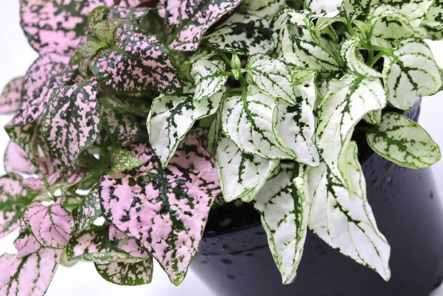 Гипоэстес конфетти