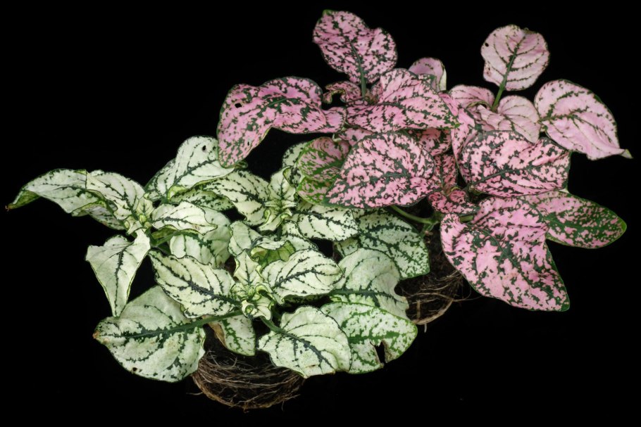 Гипоэстес листоколосниковый