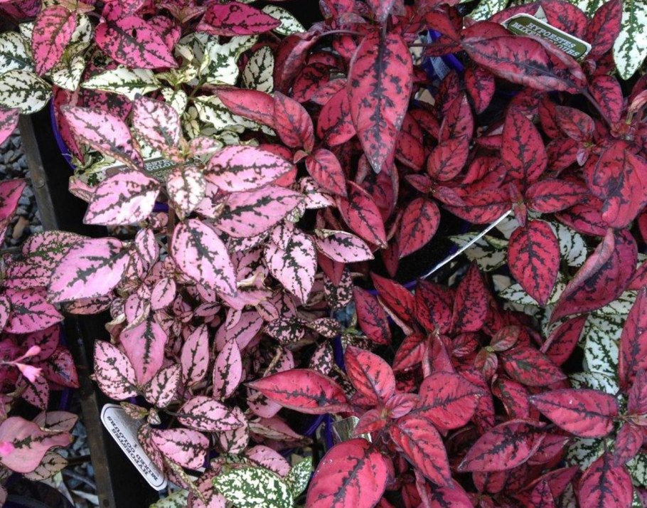 Пилея гипоэстес