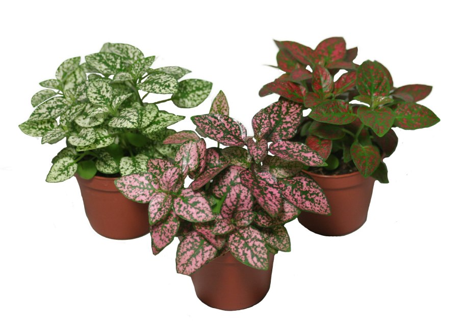 Гипоэстес листоколосниковый