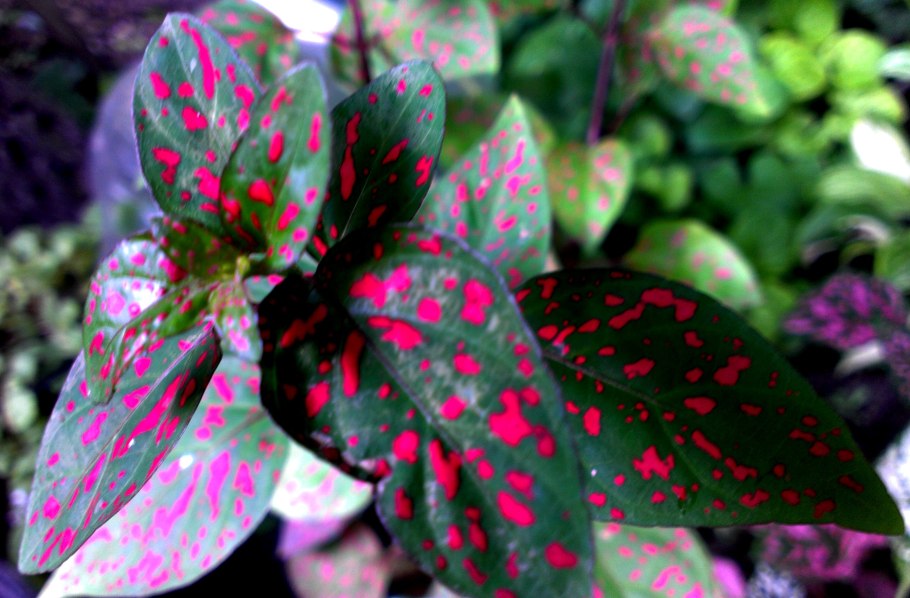 Гипоэстес микс цветок