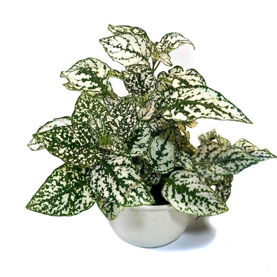 Гипоэстес листоколосниковый