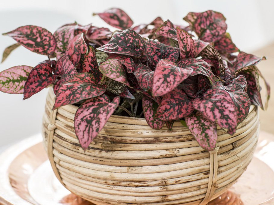 Плант микс гипоэстес